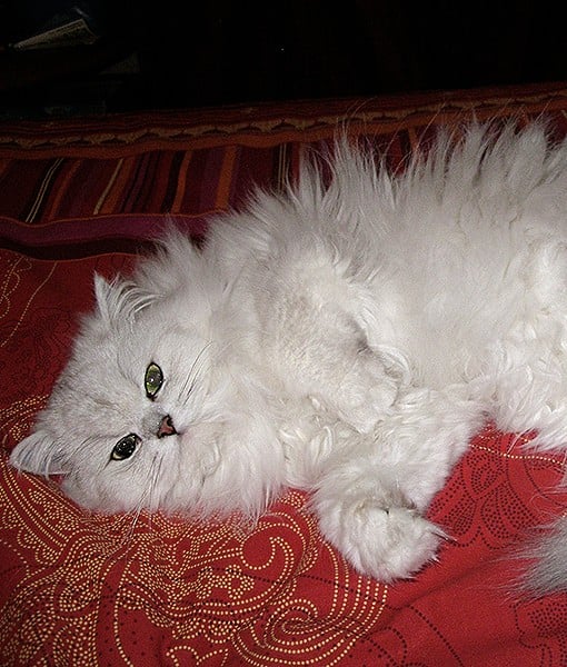 110044-chinchilla-persian-11-510x600-1.jpg