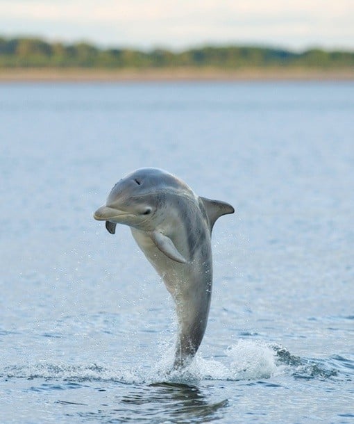 110123-dolphin.jpg