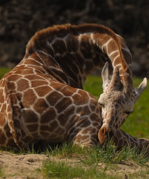 110124-giraffe.jpg