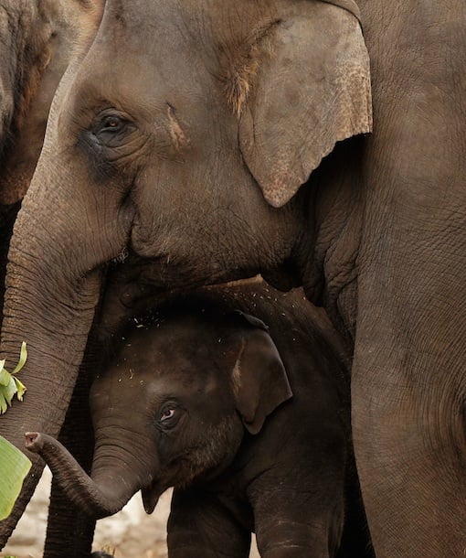 110125-elephant.jpg