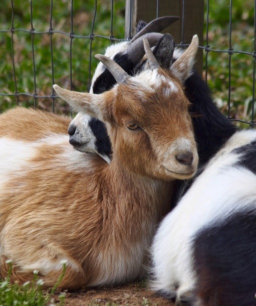 110126-goat.jpg