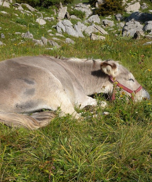 110127-donkey.jpg