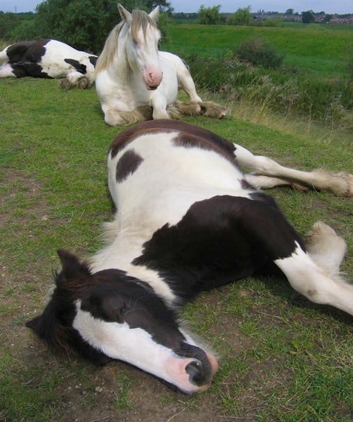 110128-horse.jpg