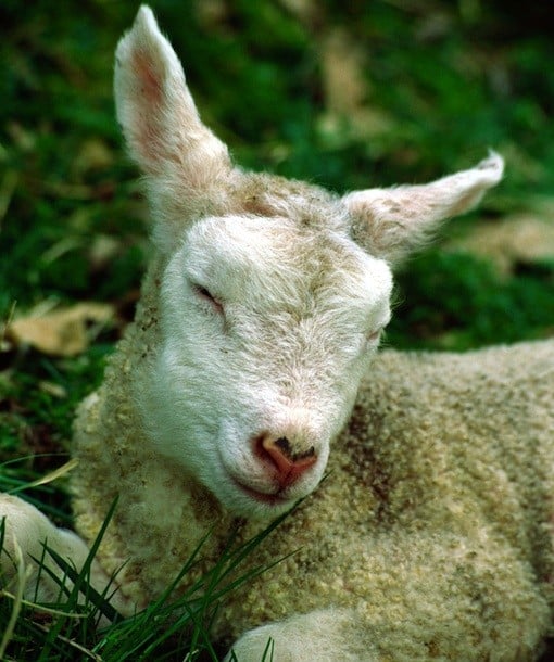 110129-sheep.jpg