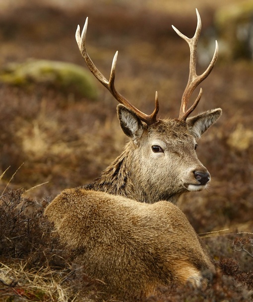 110131-roe-deer.jpg