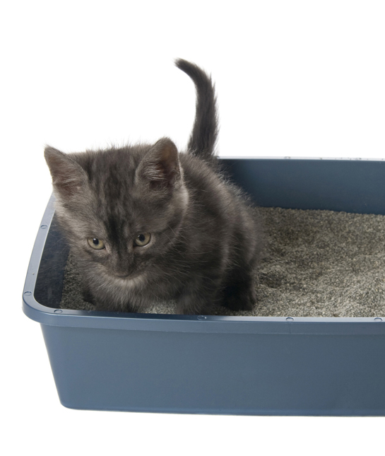 110142-cat-litter-box.jpg