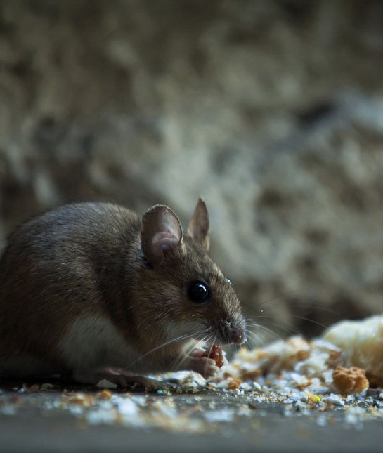 110143-mouse-eating.jpg