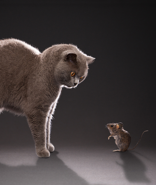 110145-cat-mouse.jpg