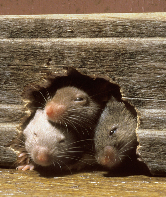 110146-mice-hole.jpg