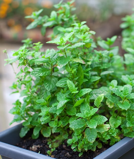 110148-peppermint-plant.jpg