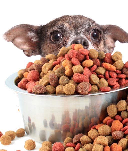 110258-dog-full-bowl-food.jpg