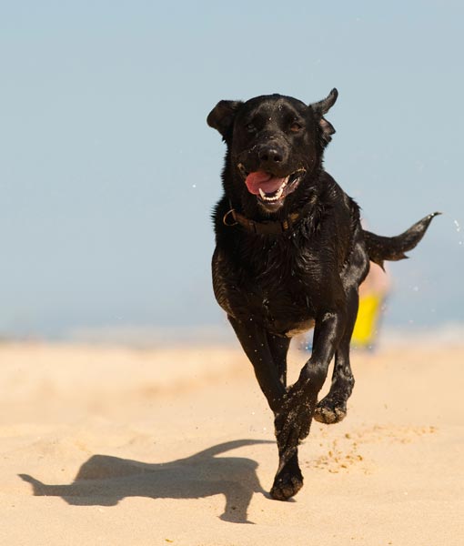 110259-dog-running-on-beach.jpg