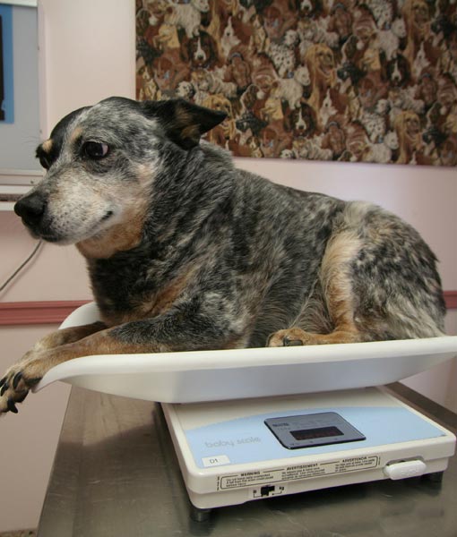 110261-dog-on-scale.jpg