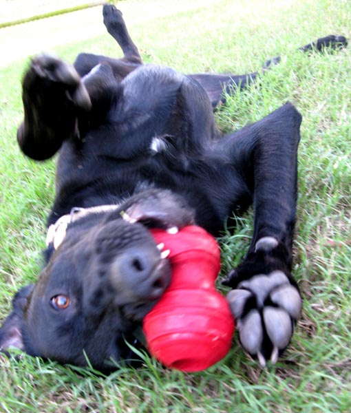 110262-dog-playing-toy.jpg