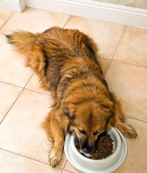 110263-dog-lying-down-food-bowl.jpg