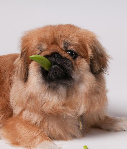 110264-dog-vegetables.jpg