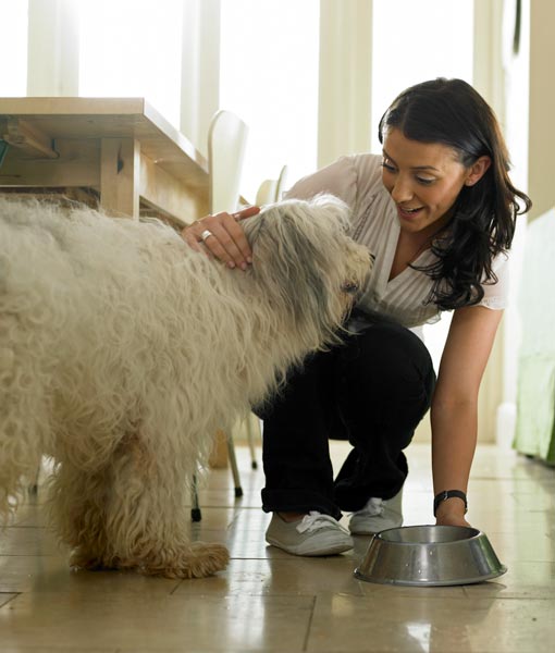 110265-dog-weight-loss-tips.jpg