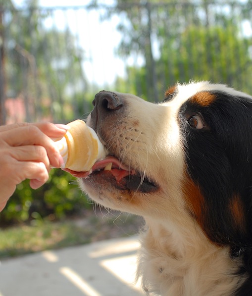 dog and Ice Cream Cone
