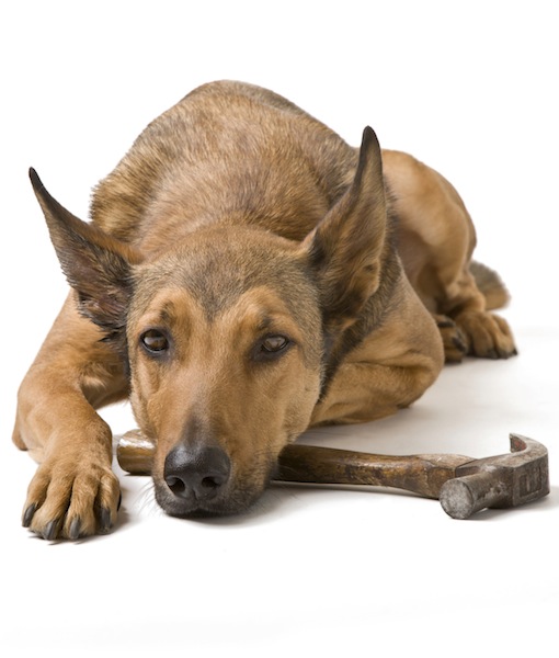 Belgian Malinois with hammer