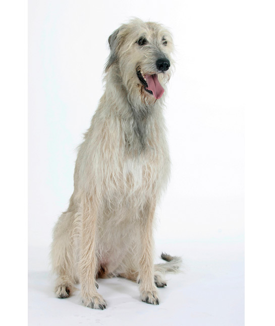 111118-irish-wolfhound.jpg