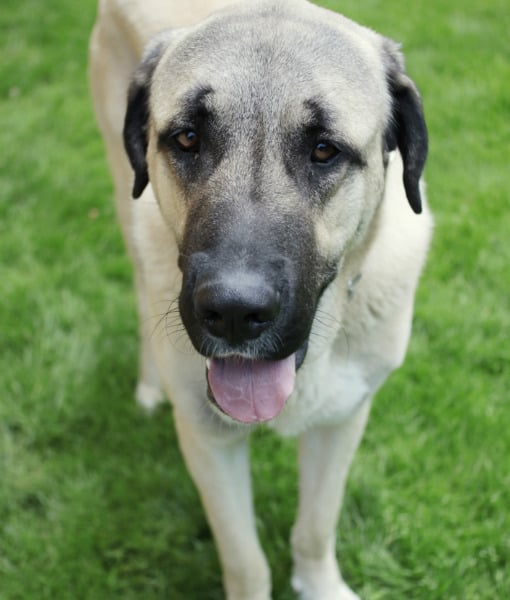 111119-anatolian-shepherd.jpg