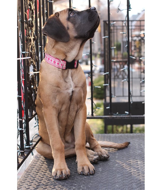 111120-english-mastiff.jpg