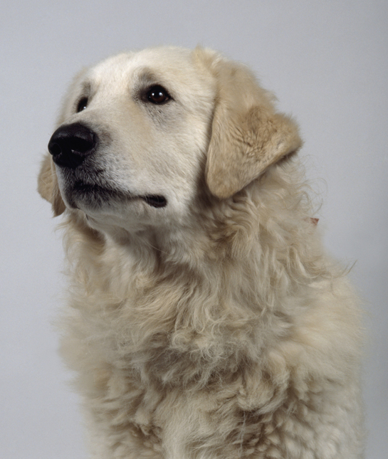 111121-kuvasz-dog.jpg
