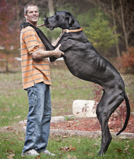 111122-great-dane.jpg