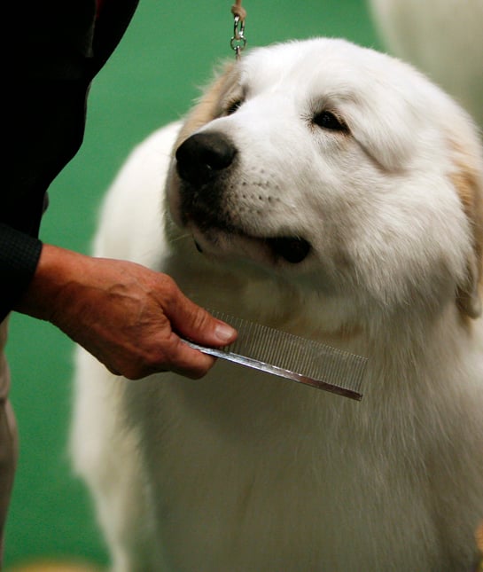 111123-great-pyreness.jpg