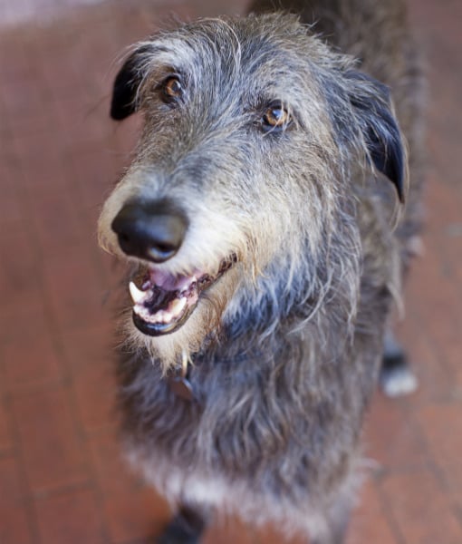 111124-scottish-deerhound.jpg
