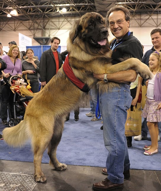 111125-leonberger-dog.jpg