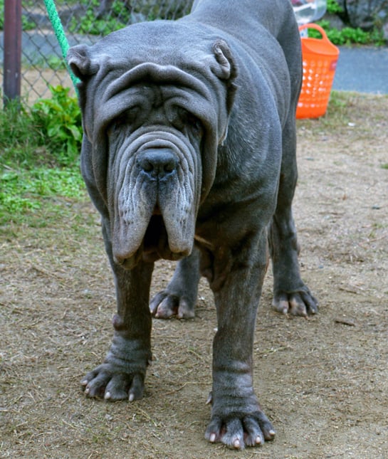 111126-neapolitan-mastiff.jpg