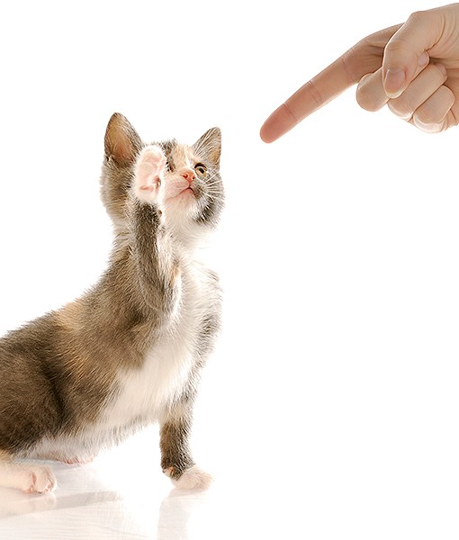 111164-stop-cat-biting-you-5.jpg