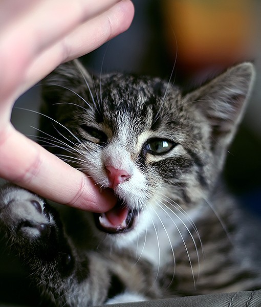 111166-stop-cat-biting-you-7.jpg
