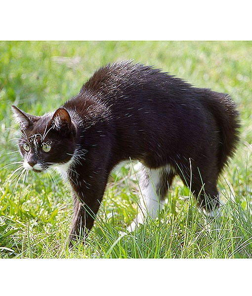 111167-stop-cat-biting-you-3.jpg