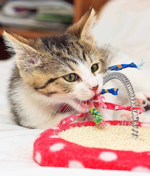 111168-stop-cat-biting-you-4.jpg