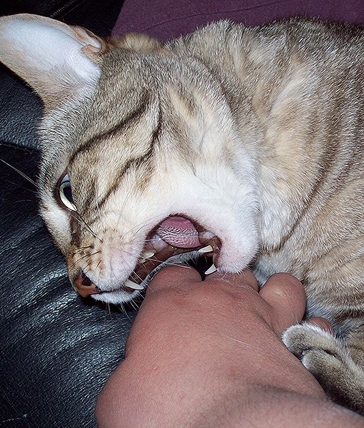 111169-stop-cat-biting-you.jpg
