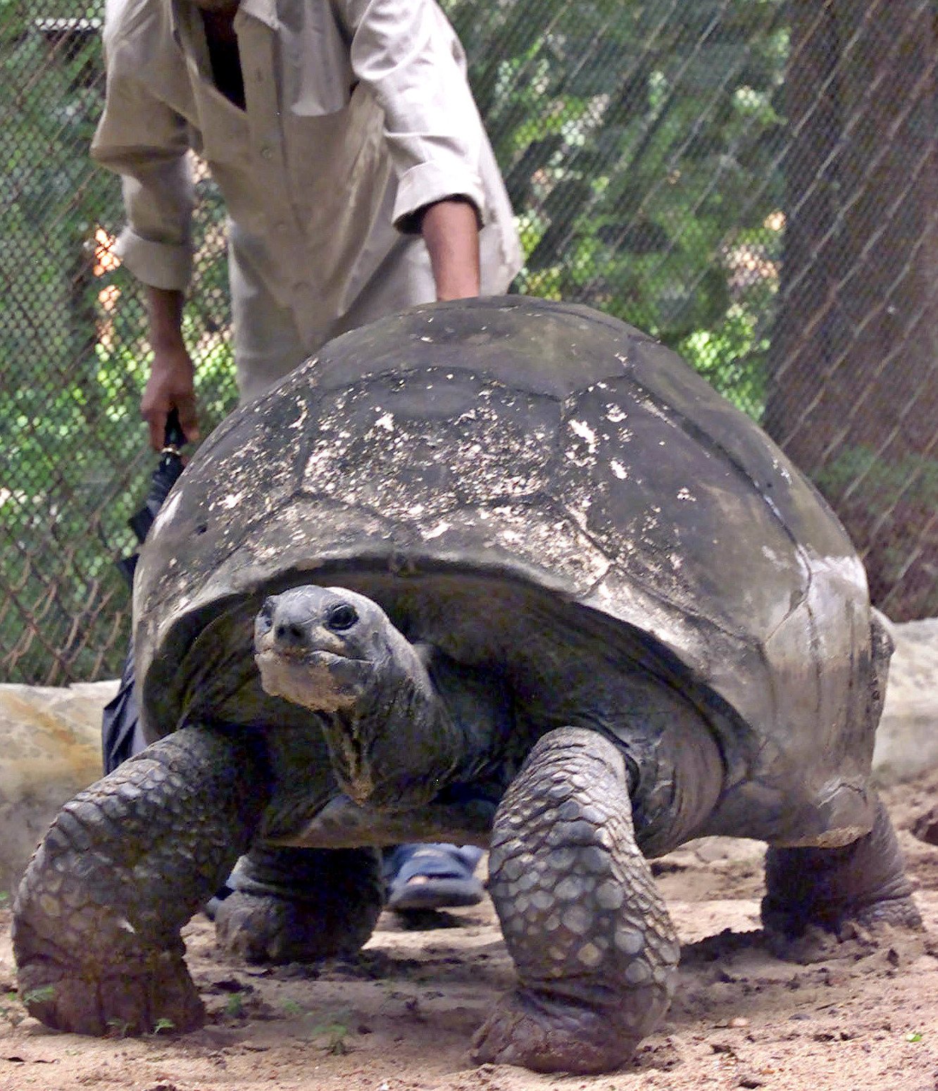 TORTOISE