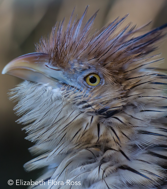 111635-bad-hair-day.jpg