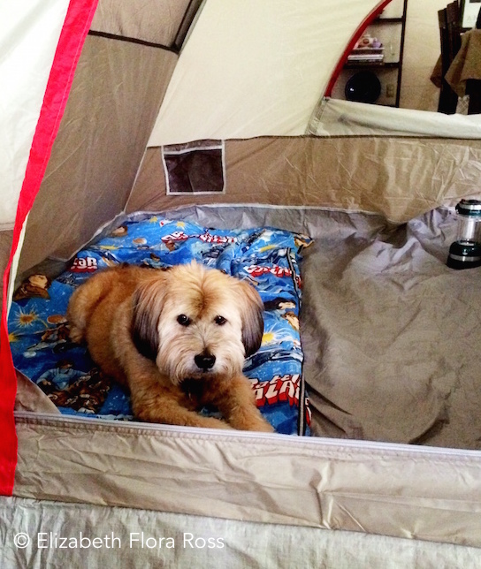 111636-dog-days.jpg 111636-dog-days.jpg