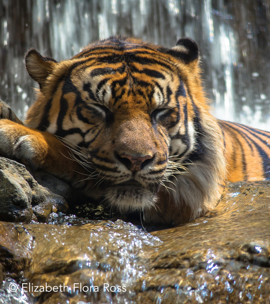111646-in-water.jpg