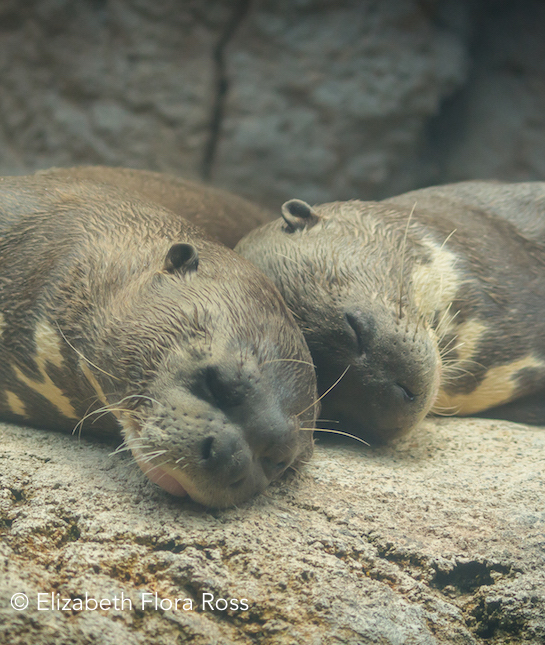 111650-snuggle-with-your-sweetie.jpg