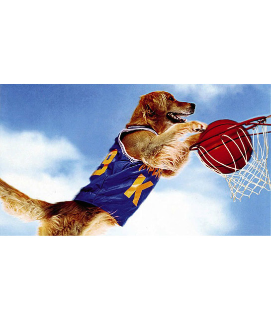 114893-air-bud.jpg