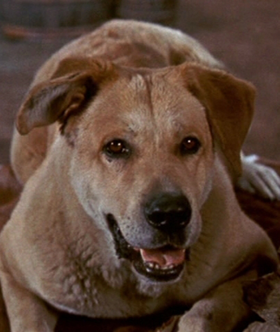 114897-old-yeller.jpg