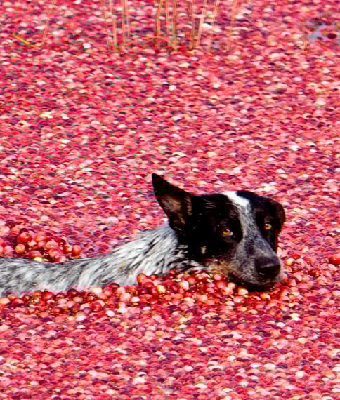 123997-massachusetts-cranberry-harvest-2.jpg