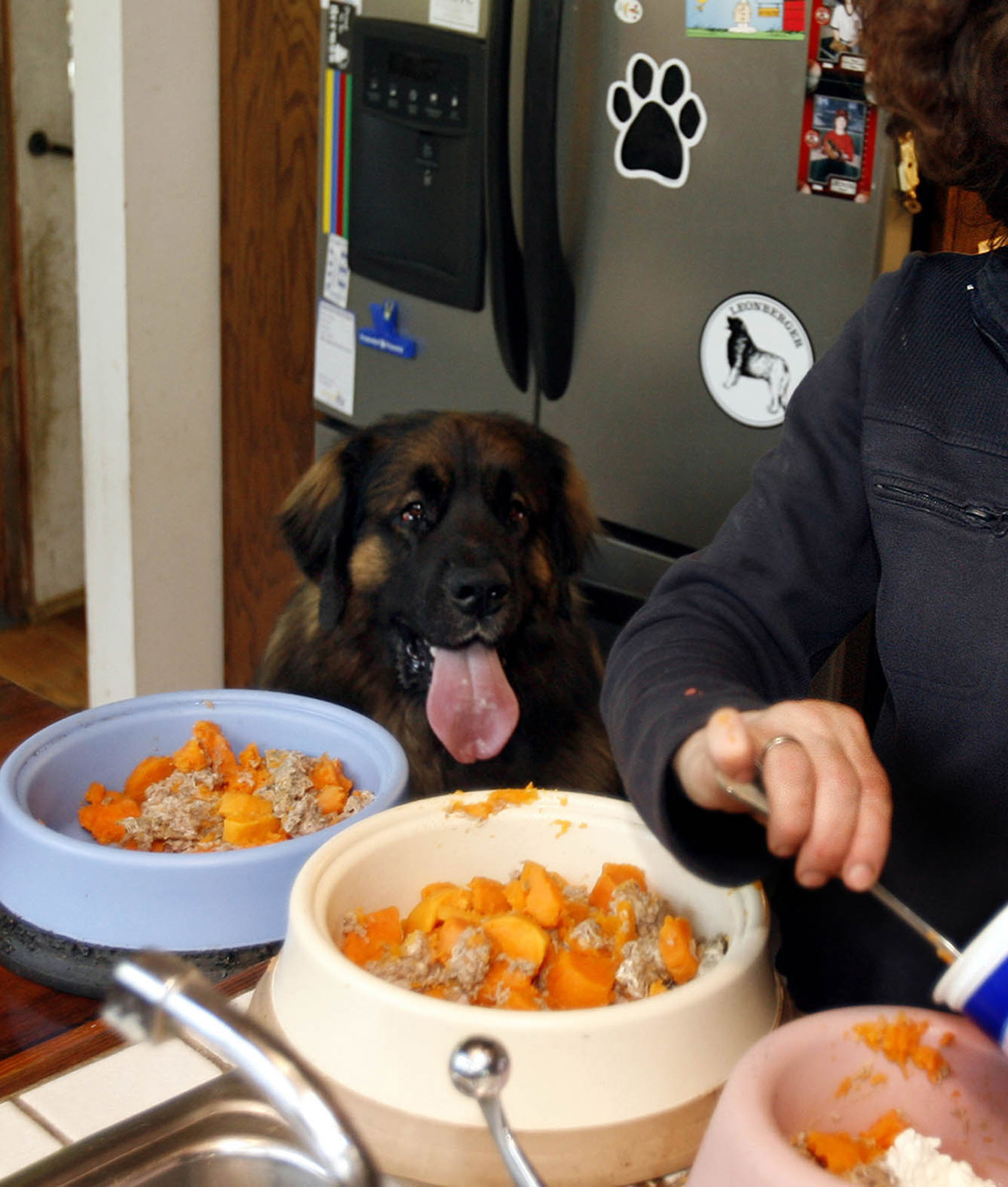 123998-heidi-winings-prepares-food-for-her-four-dogs-including-h.jpg