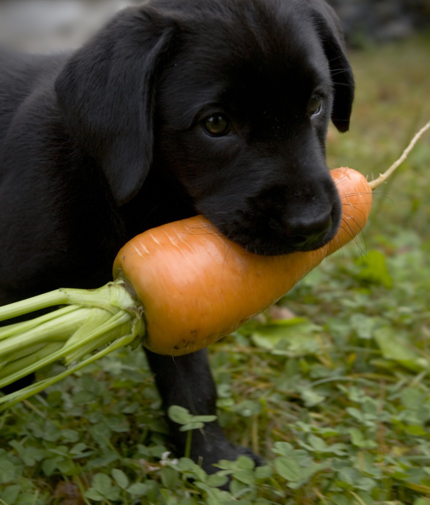 123999-a-young-black-labrador-retriever-puppy-carries-a-freshly.jpg