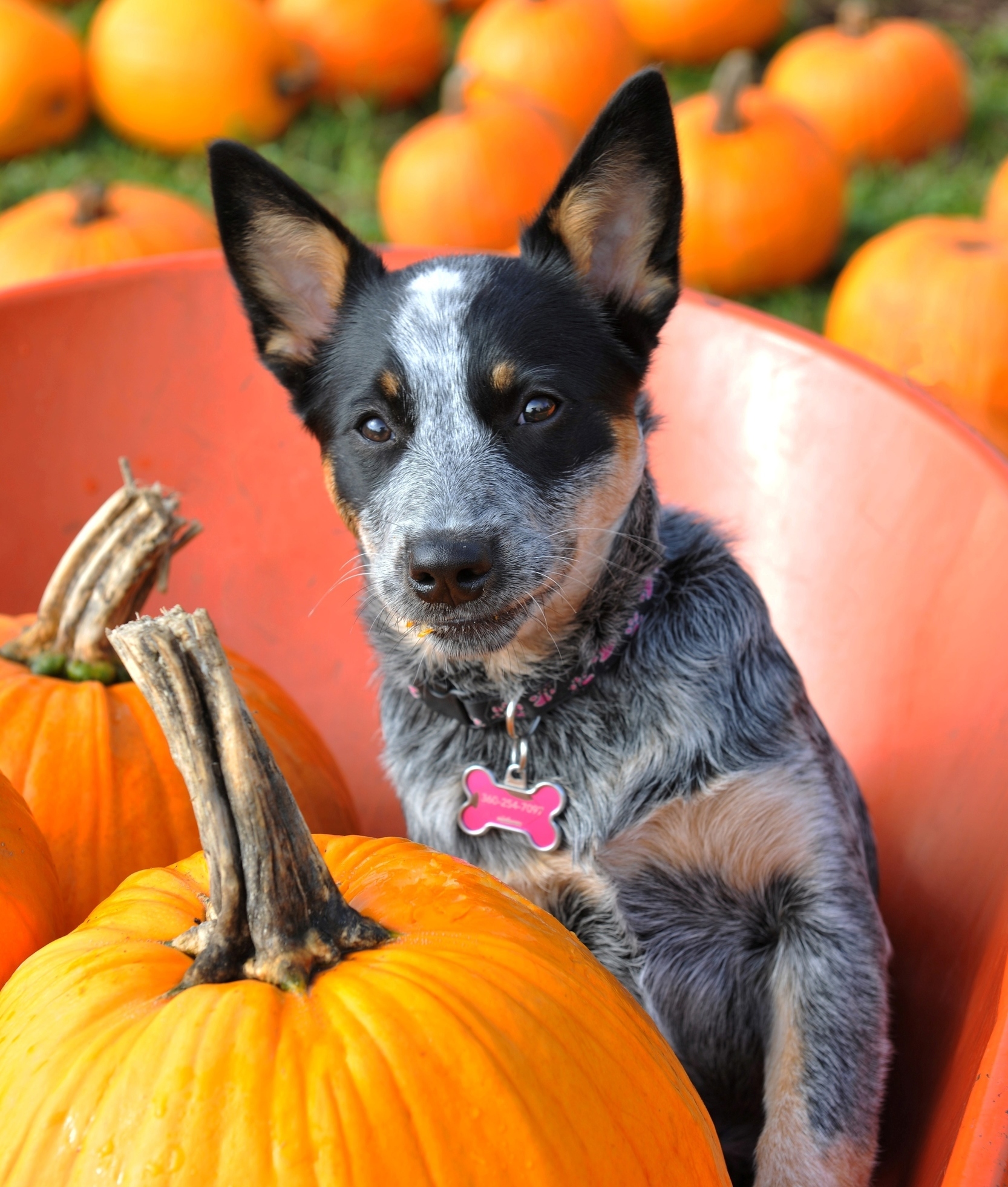 124003-pumpkin-time-2.jpg