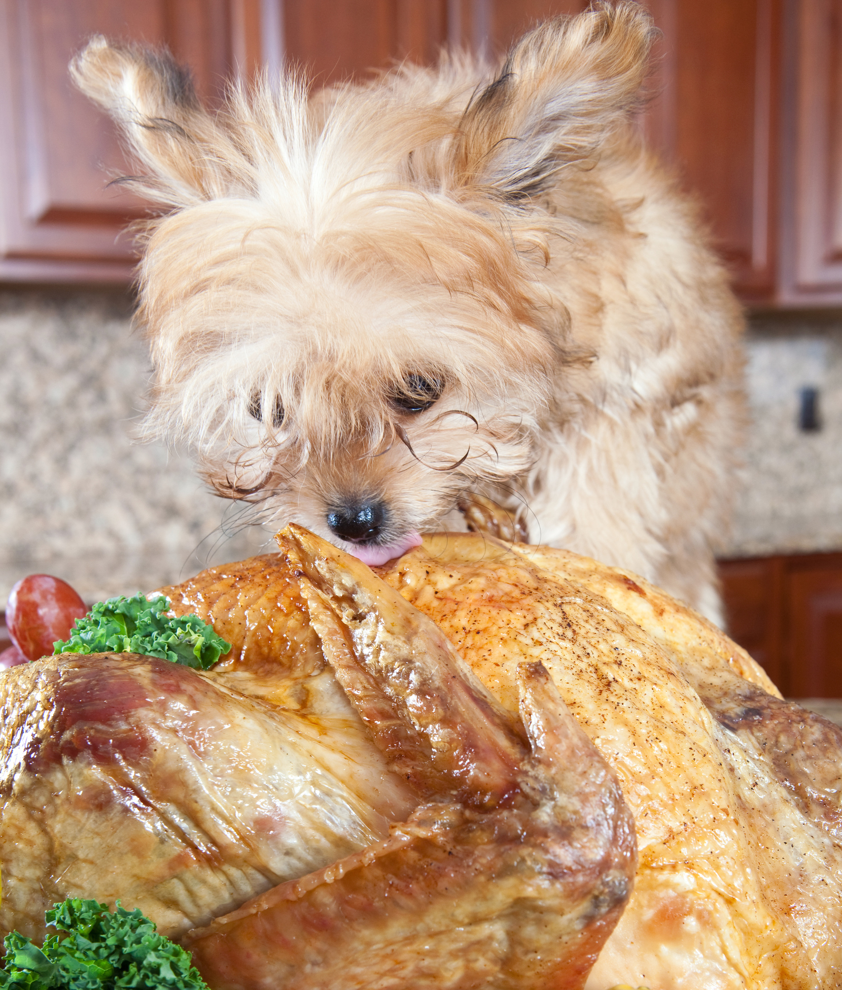 124004-the-turkey-is-bigger-than-the-dog-rule-number-one-dont-le.jpg