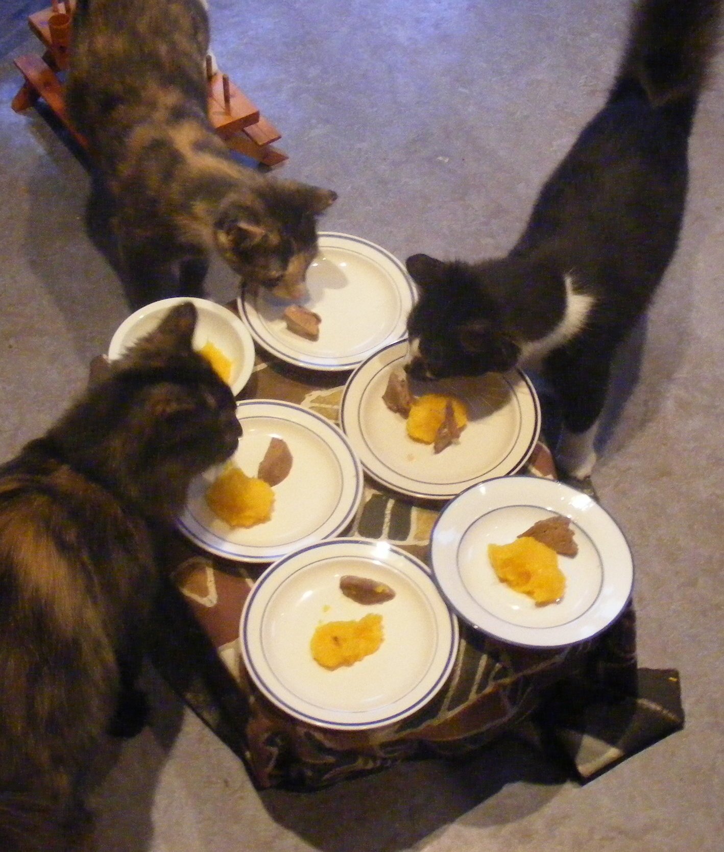 124047-cats-have-thanksgiving-dinner-2.jpg
